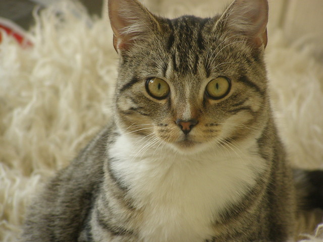 Cleopatra