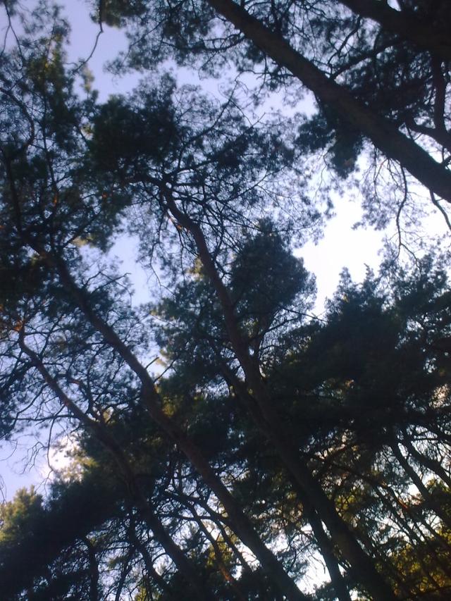 W lasku