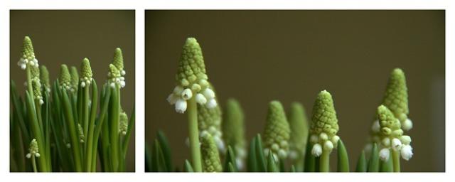 I  flowers