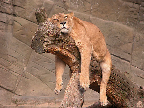 27.03.2011 ZOO w Warszawie