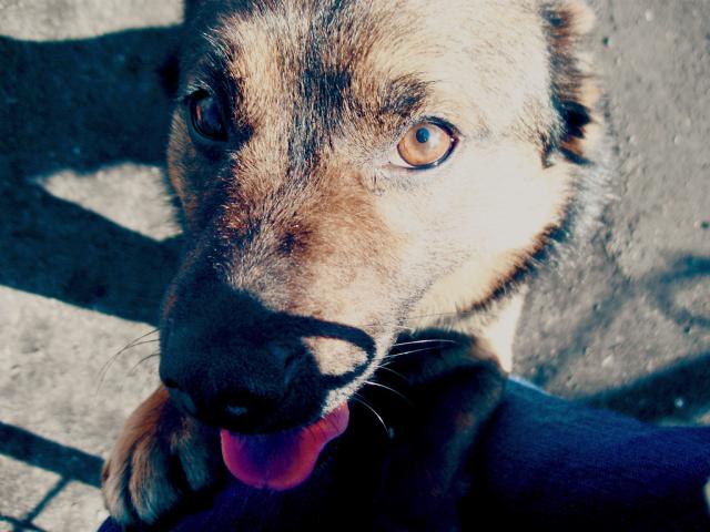 urffi