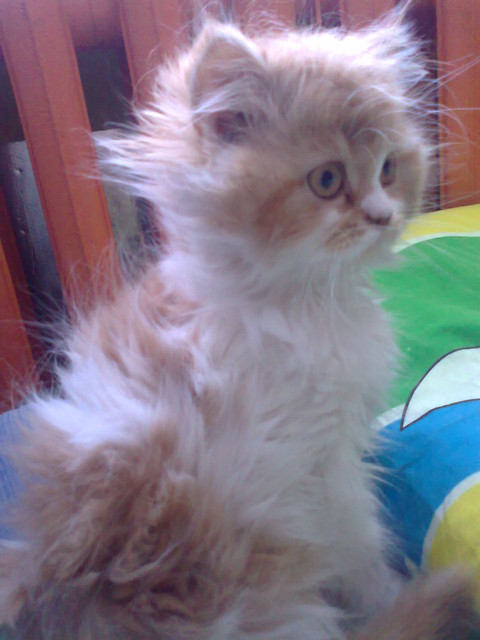 Wpis slodkidiabelek3lola