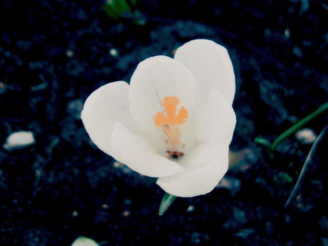 live hope