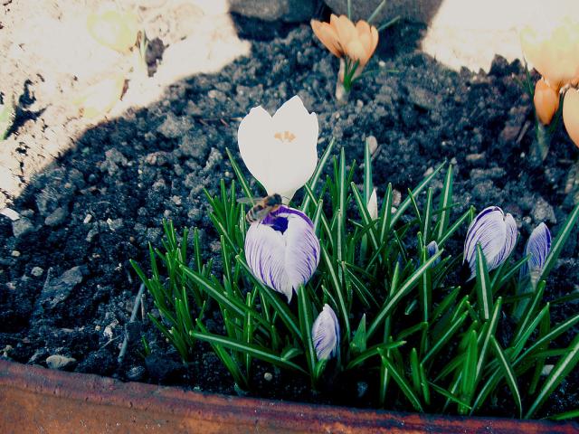 Wpis veronixes