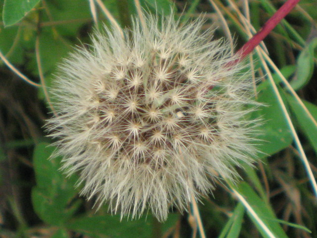 Dmuchawiec