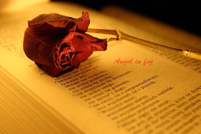 dzi bez zbdnych sw...