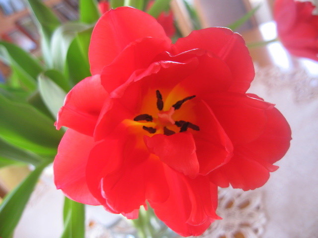 Tuulipaan 