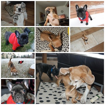Dogs. Part 2 :P