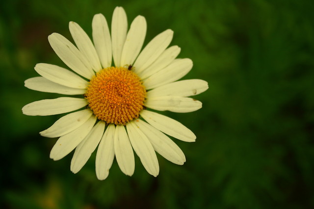 flaer