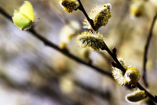 Bloom again.