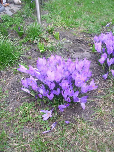 kwiatki