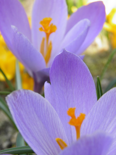 Krokusy