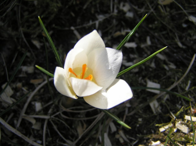 WIOSNA