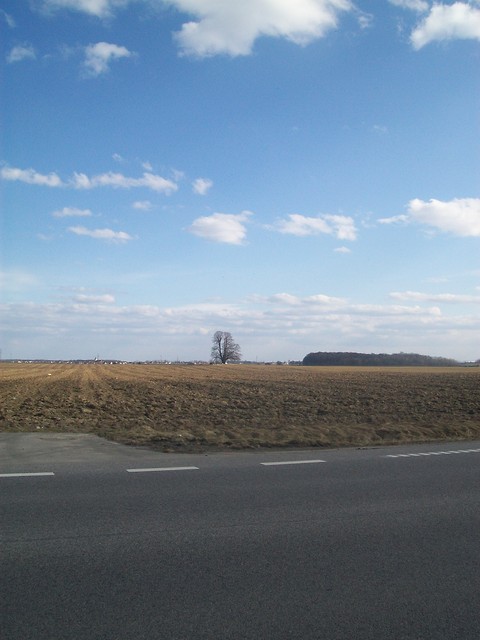 Drzewko ; p 
