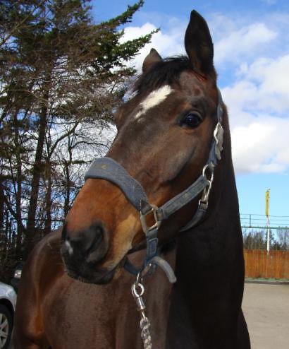 Wpis chestnuthorse