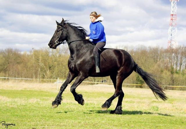 Wpis blackhorse93