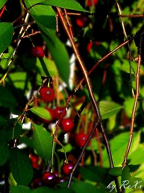 Wisienki...
