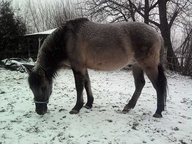 Okruszek