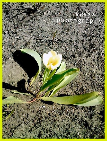 Tulii