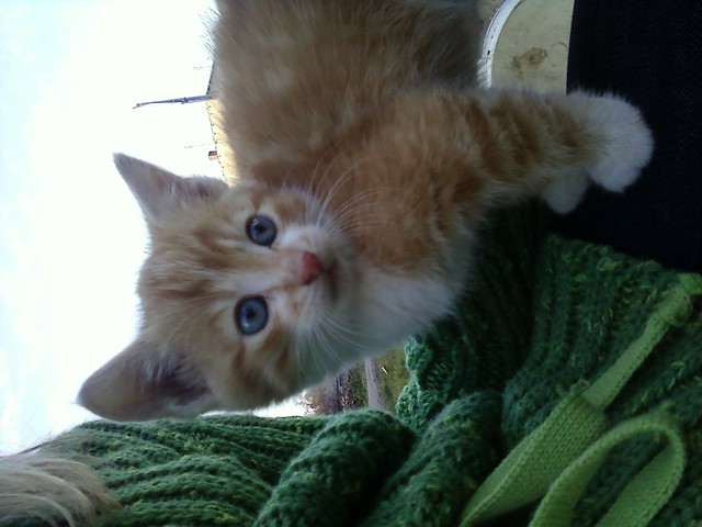 kotu:)