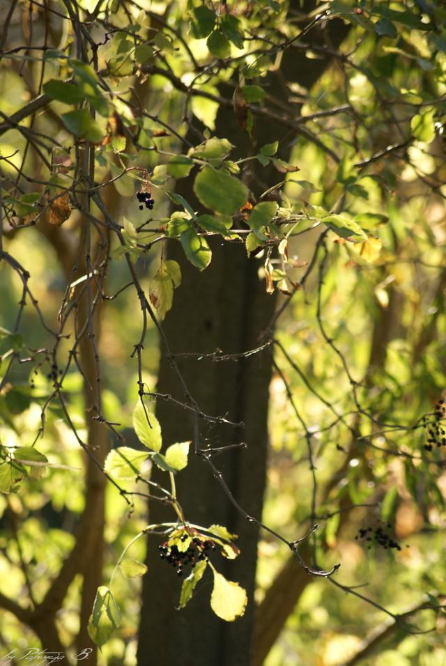 Wpis nerdii