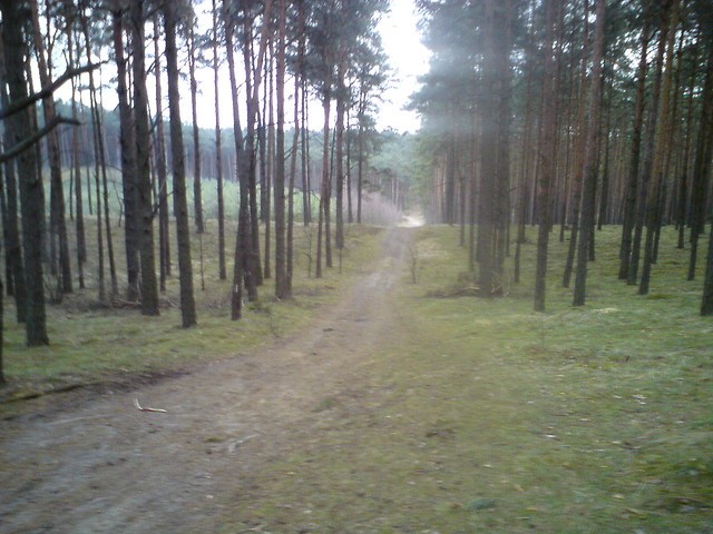 puszcza bydgoska