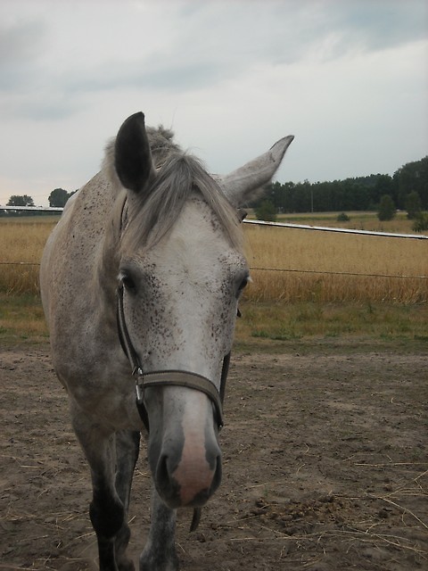 GROM:*