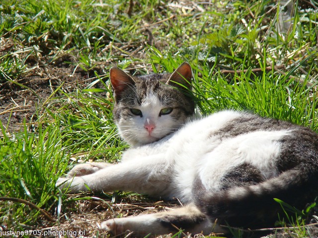 Wpis justyna9705