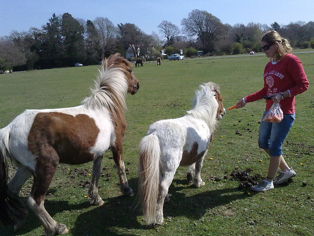 New Forest 2011