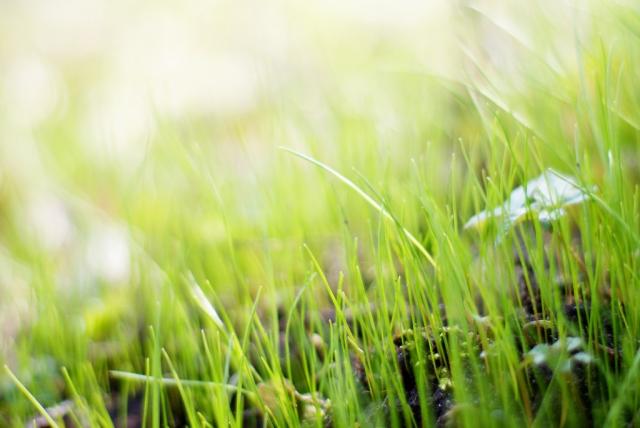 Green, green grass II