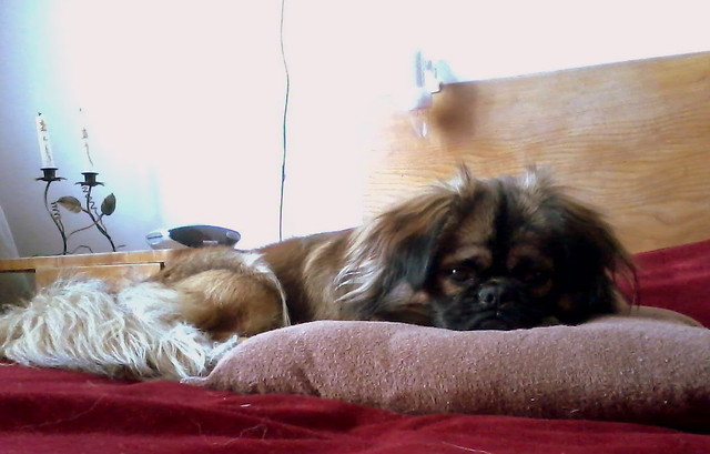 Pino :*