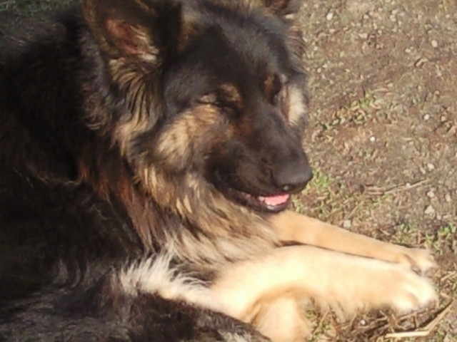 Afra