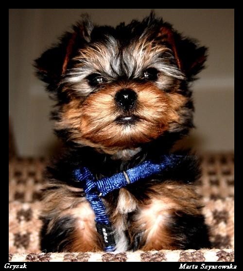 Gizmo...:P
