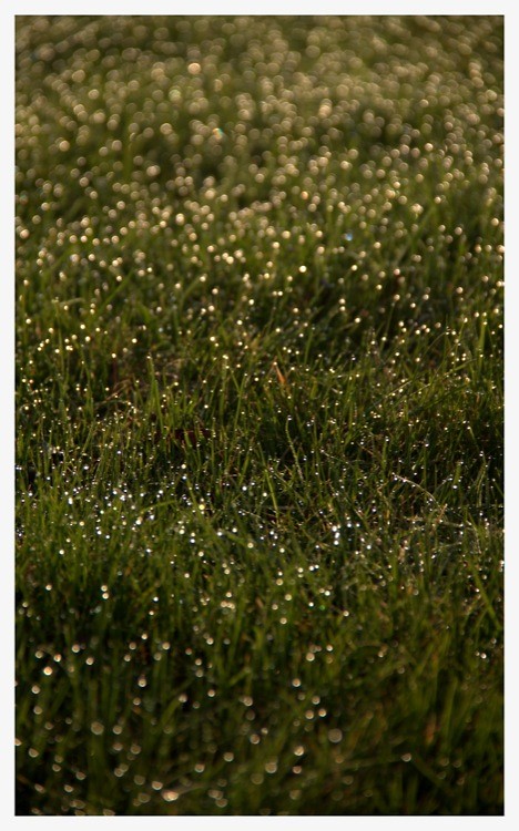 Grass