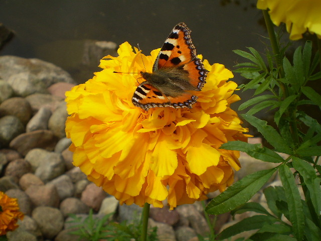 Wpis flowerondesert