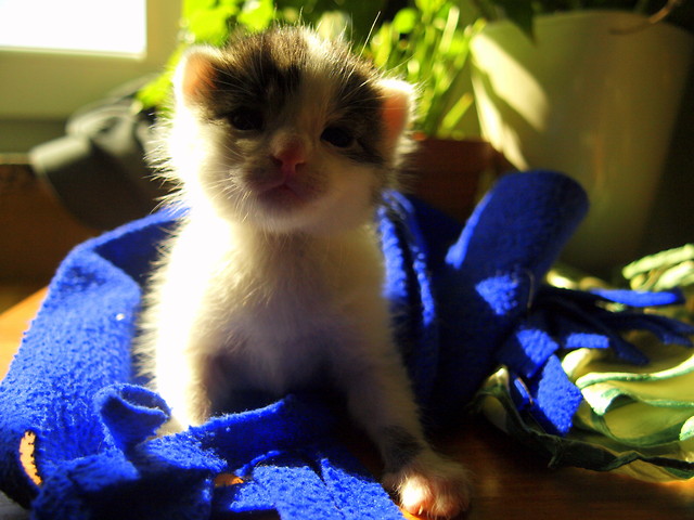 cat