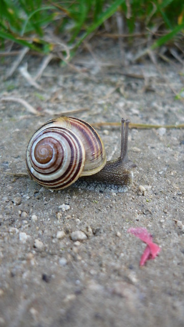 Wpis misztal