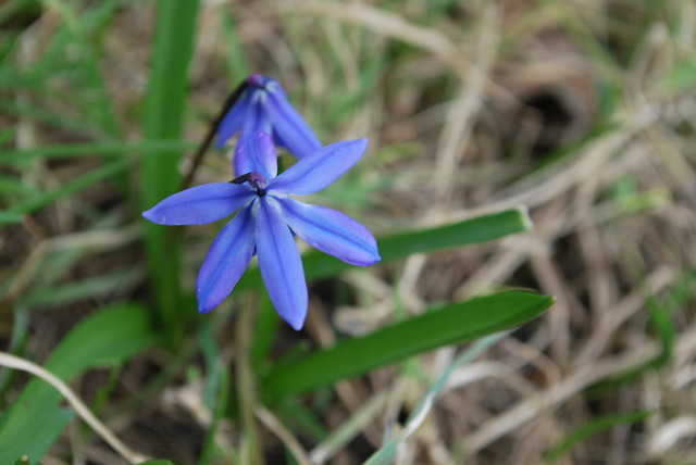 wiosna.