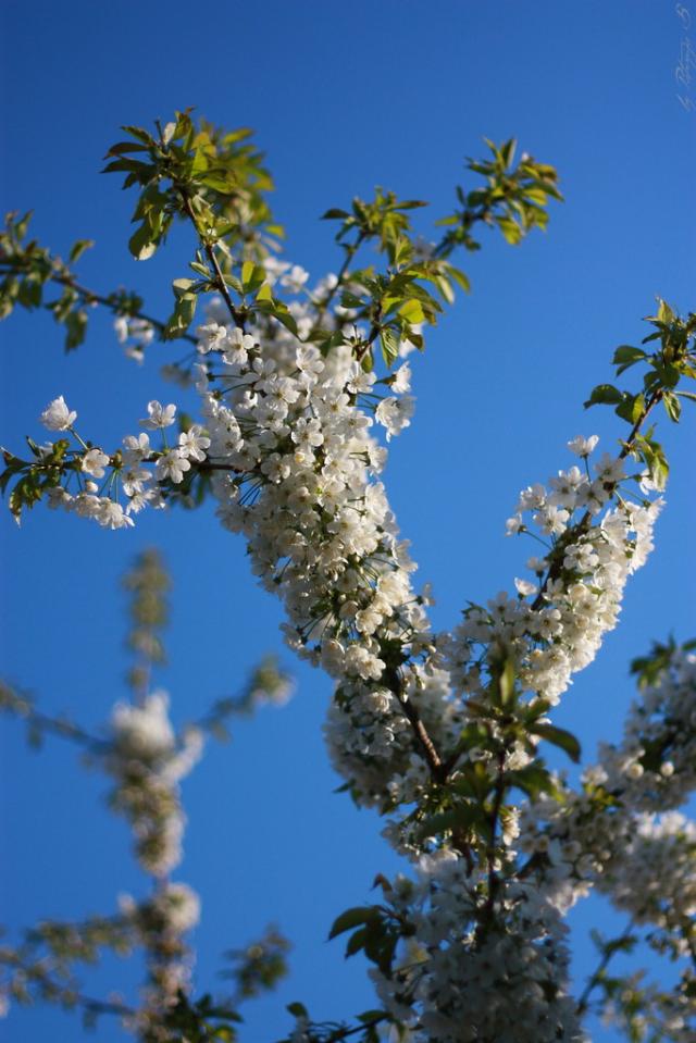 Wpis nerdii