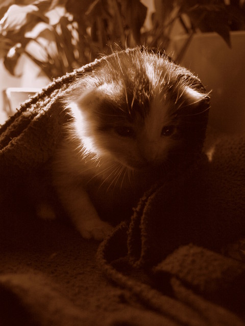 Mieciuu