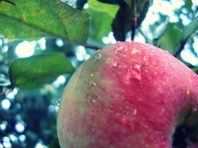 Apple № 3 '10