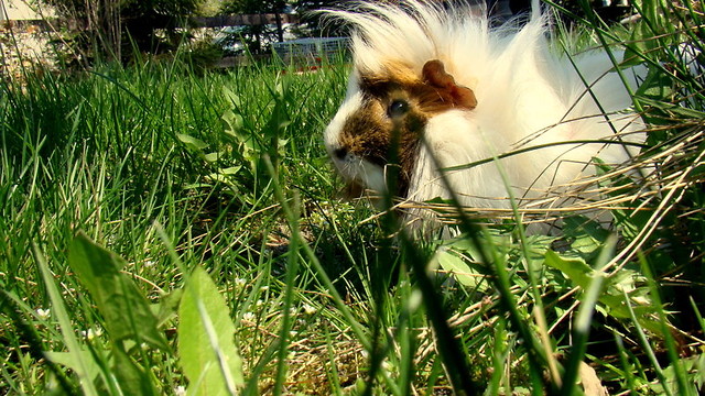 Romeo 