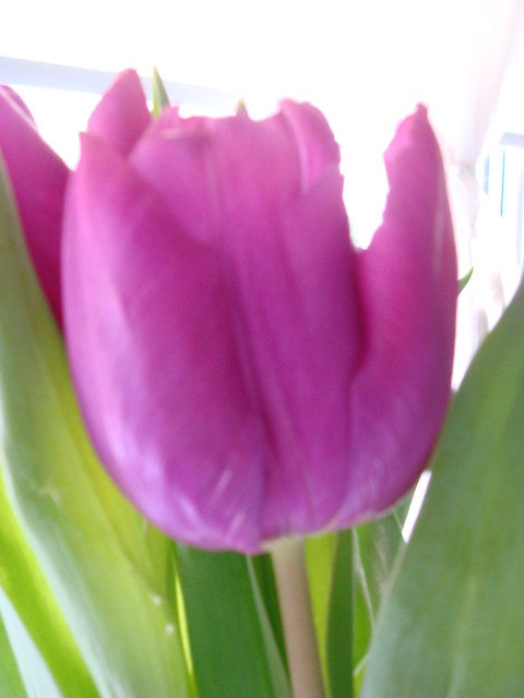 Tulipanek ;)
