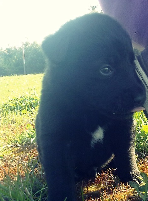 Wpis malinowelovee