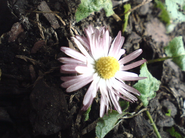 wJosna :D