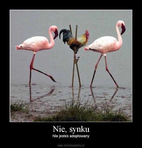 Wpis pojebanaxinaczej