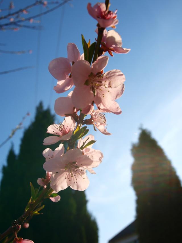 pink flowers
