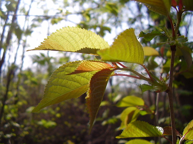 ucieszony chlorofil