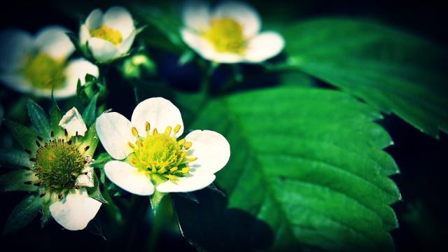 strawberries flowers