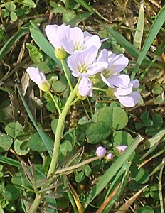 kwiatek
